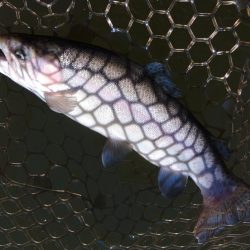 調子良く釣れる時間帯もあったが… ～大安トラウトレイク～